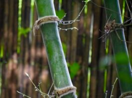 An Exciting Field Trip in Understanding Bamboo Processing and Agarwood Plantation in Tripura